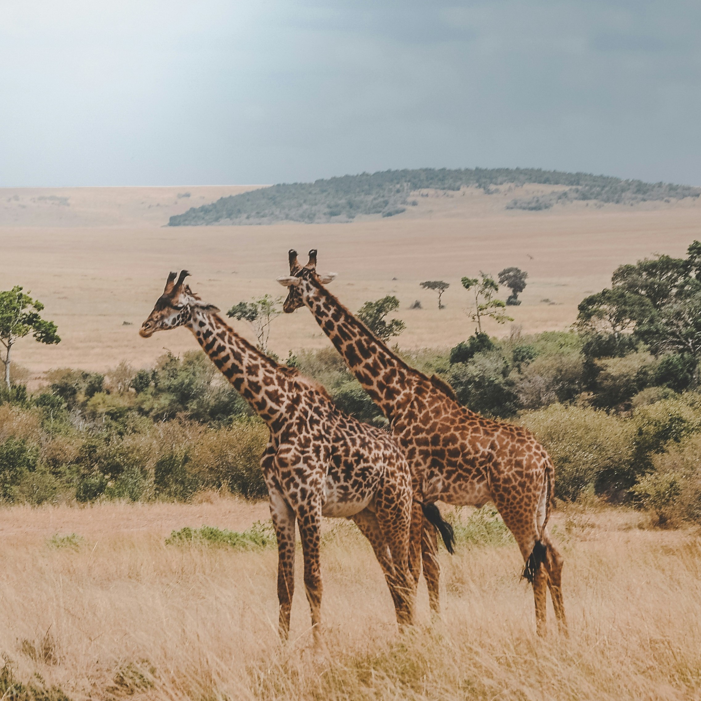 harshil-gudka-pU-9BYqjhyo-unsplash